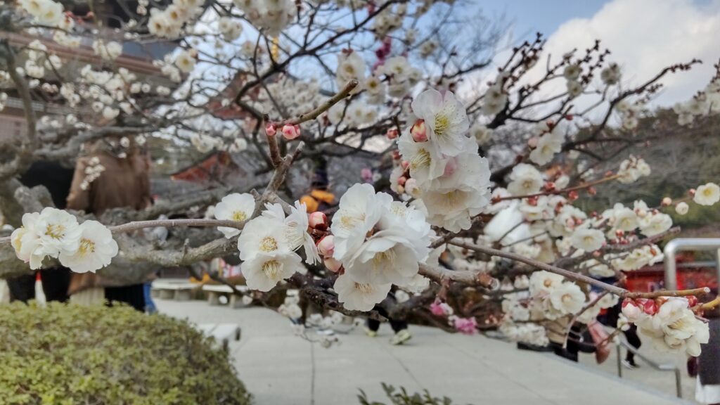 本堂の梅の花