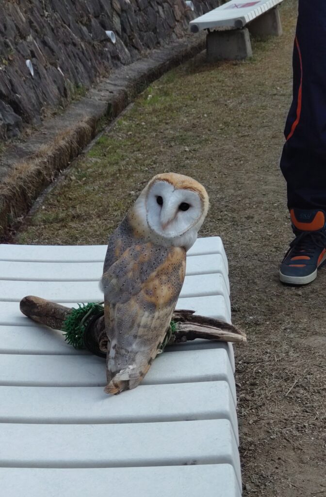 ベンチにいるお客さんのフクロウ