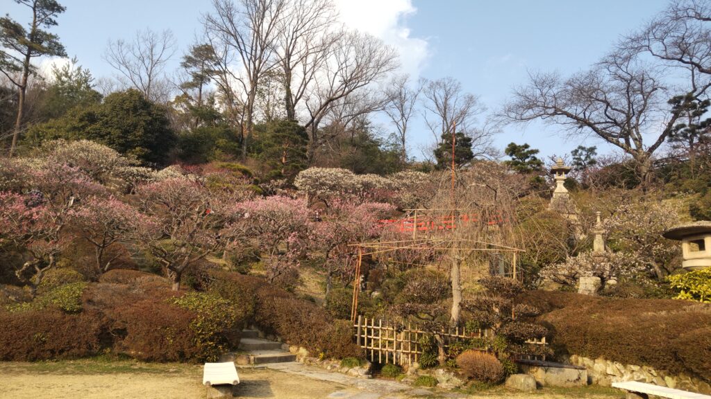 大広場の梅