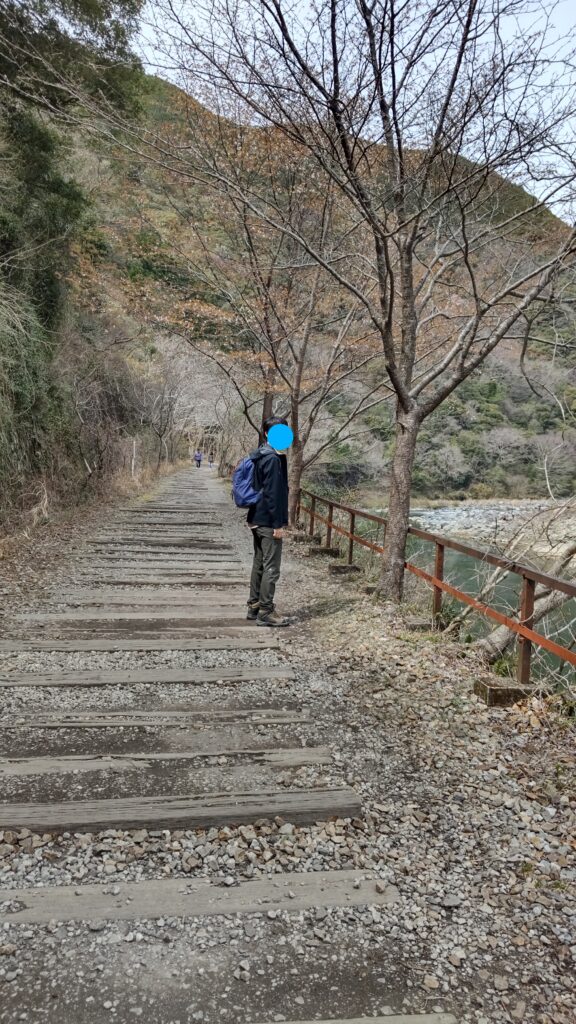 桜の木と道