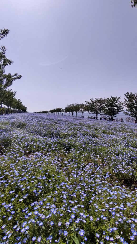 ネモフィラ畑のおススメ写真スポット