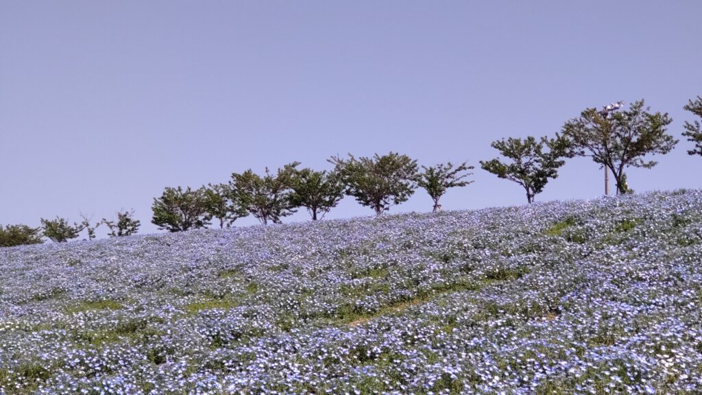 桜の木とネモフィラ