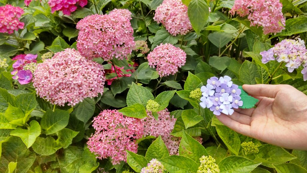 花びらが小さいピンクのアジサイ