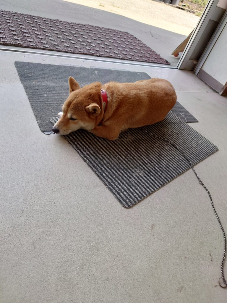 看板犬さっちゃん