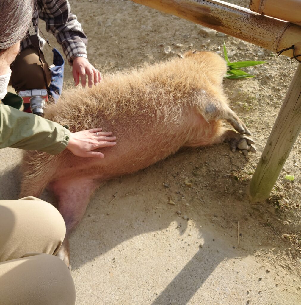 寝転ぶカピバラ