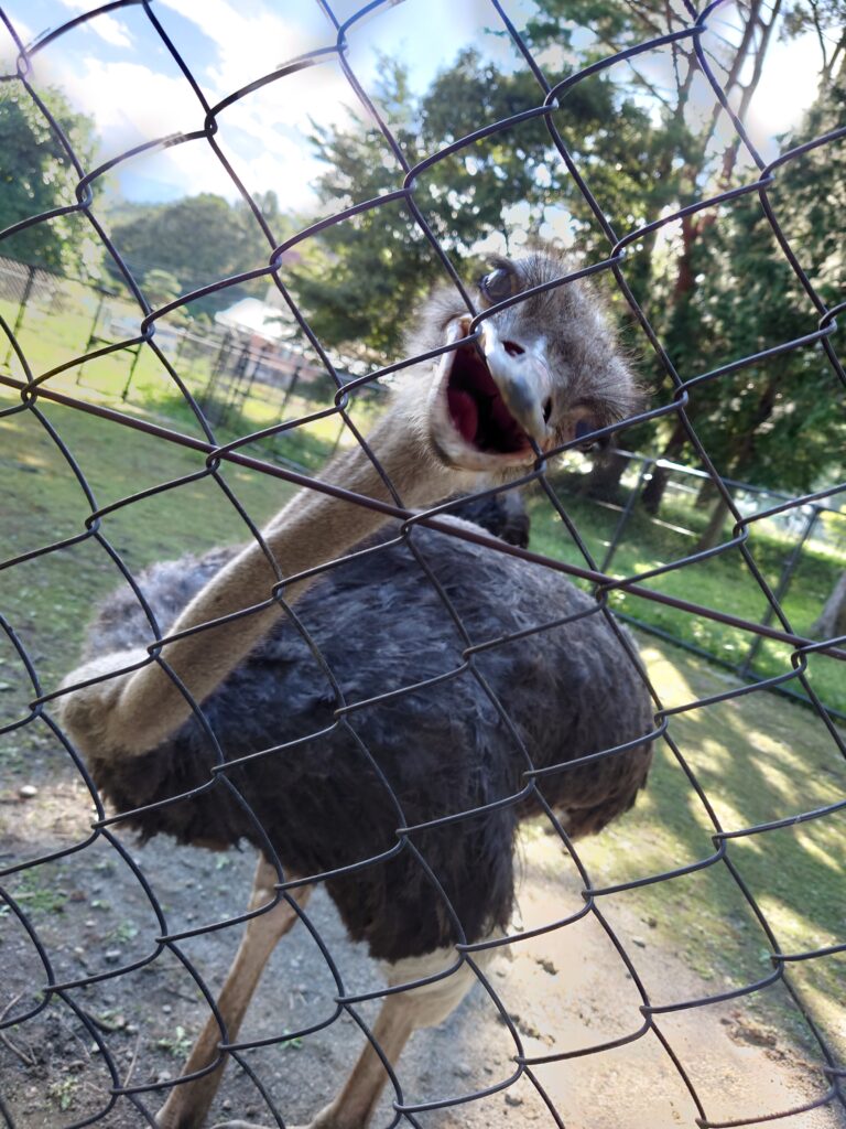 エサを求めるダチョウ