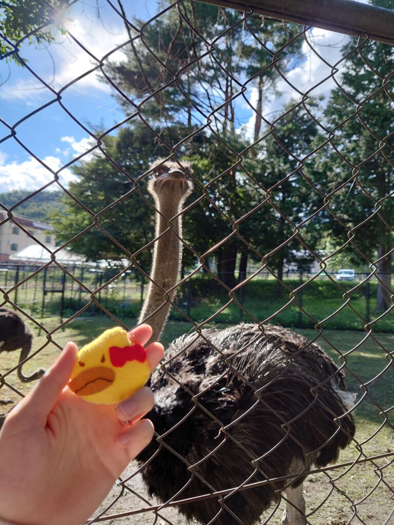 おゆき鳥とダチョウの記念撮影