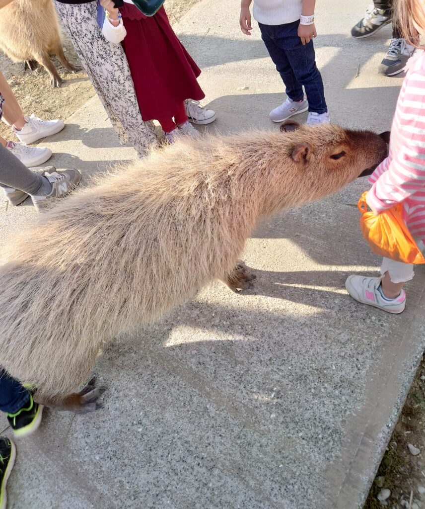 カピバラと至近距離