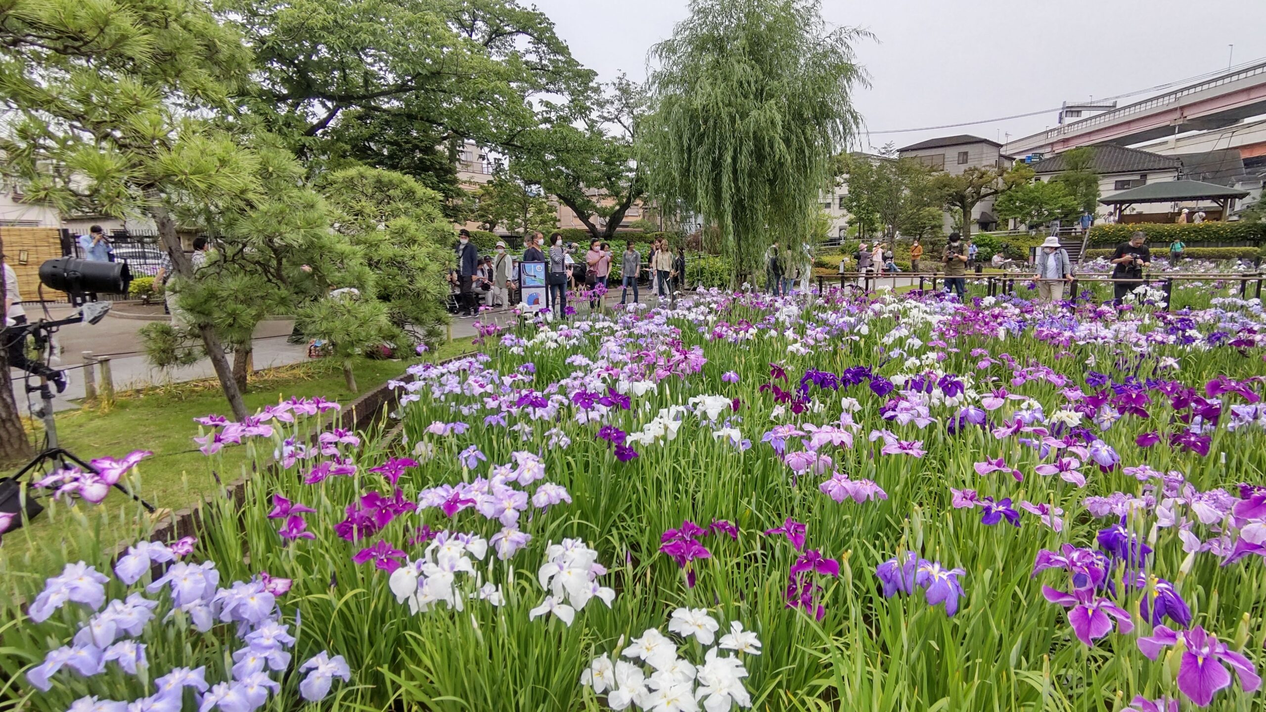 菖蒲園内