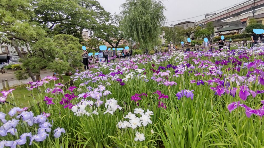 樹木と花菖蒲