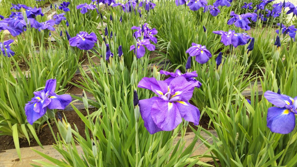 青紫の花菖蒲