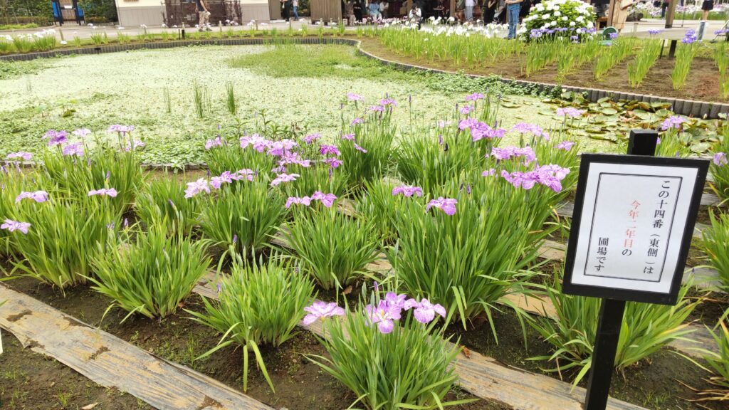 二年目の花菖蒲