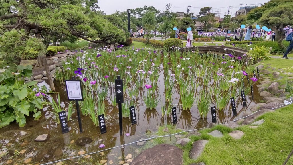 一番エリアの花菖蒲