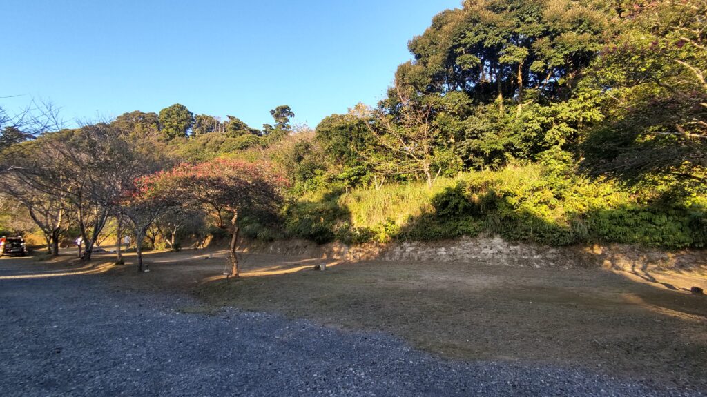 こかげCAMPの花咲く木