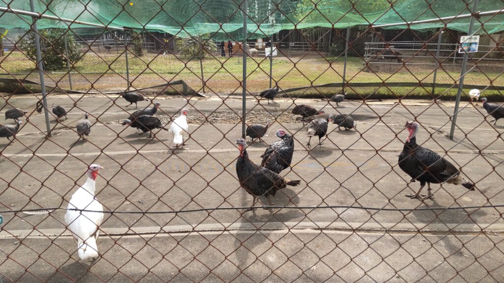 シチメンチョウとホロホロチョウ