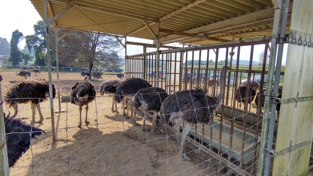 小屋のエサに夢中