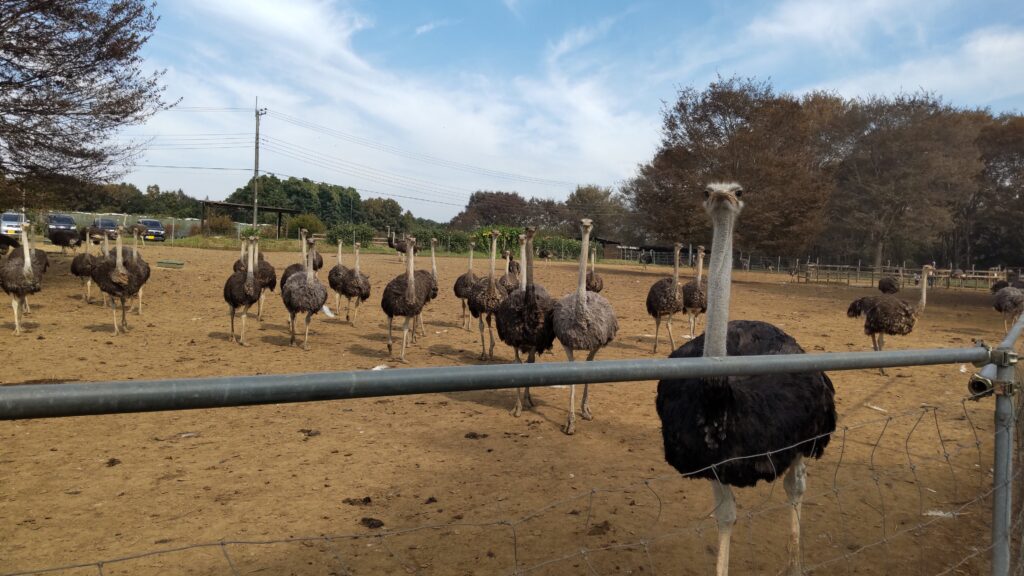 迫ってくるダチョウ