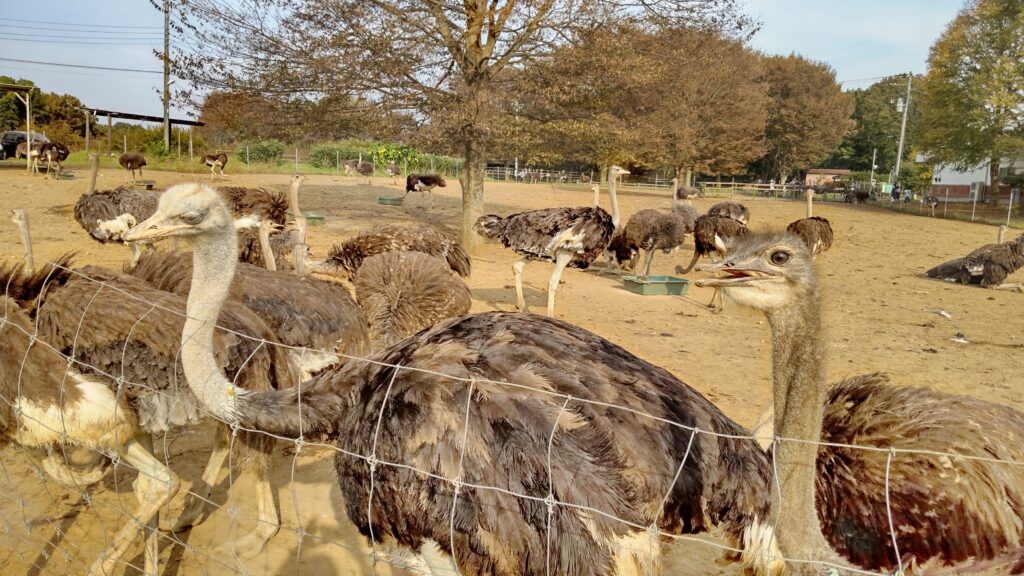 木のそばに集まるダチョウ