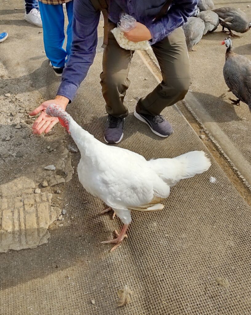 ホロホロチョウにエサやり