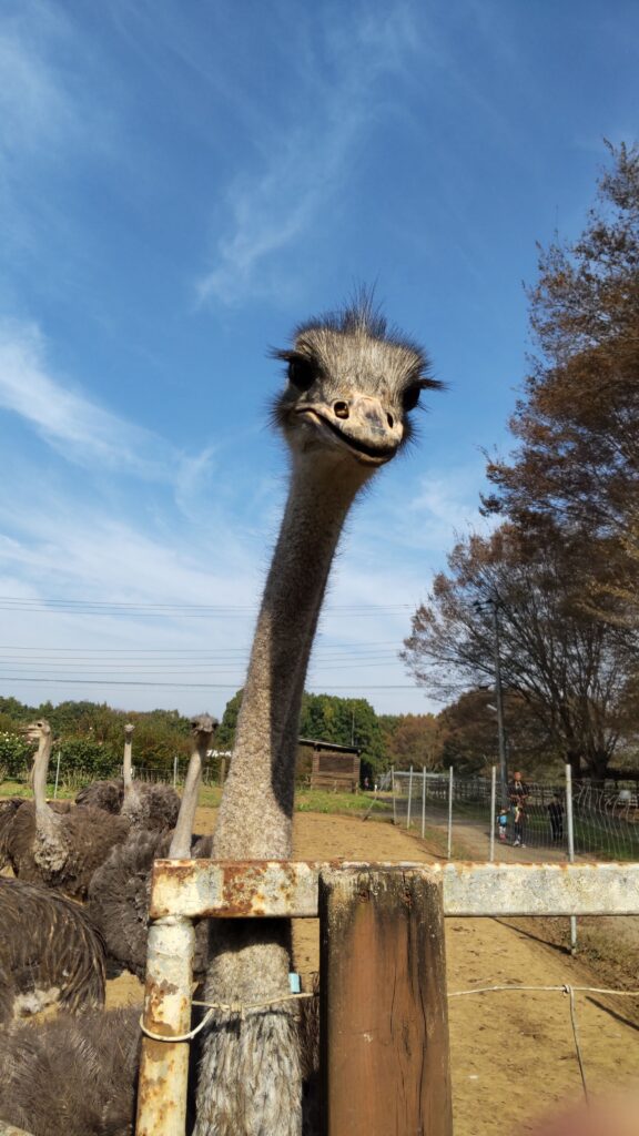 キョトン顔のダチョウ