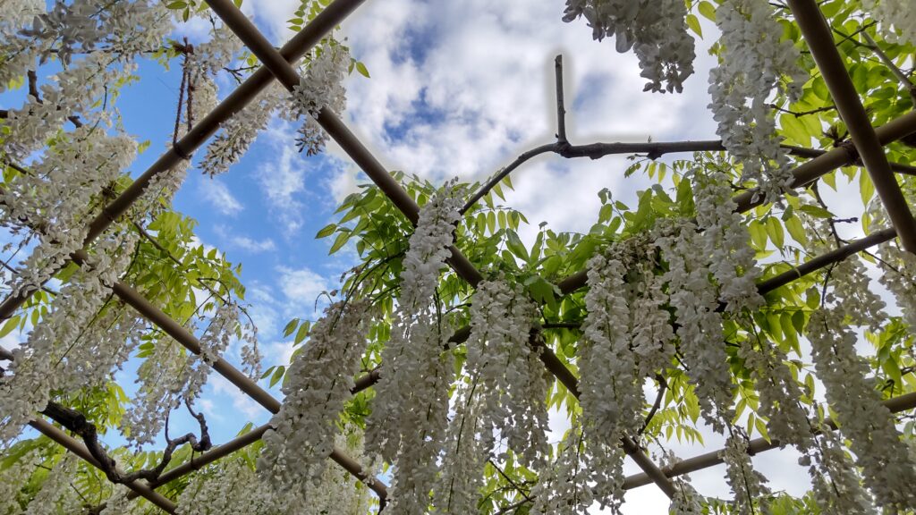 白藤と青空