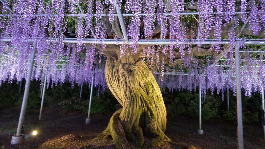 光に照らされるむらさき藤棚の幹