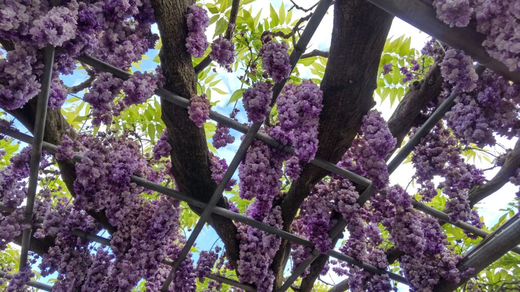 ぶどうみたいな大藤の花