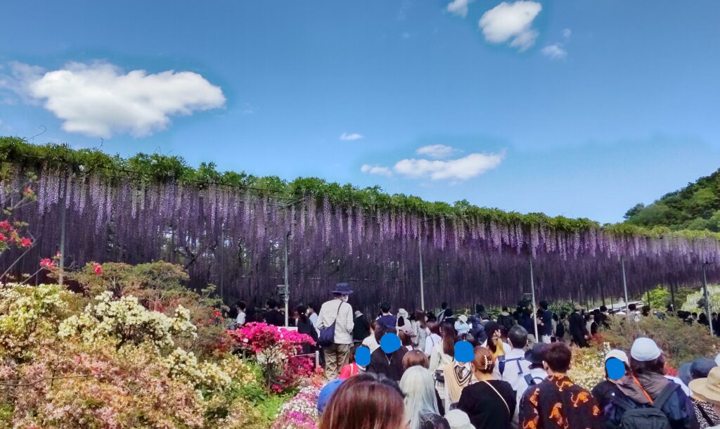 大長藤へすすすむ