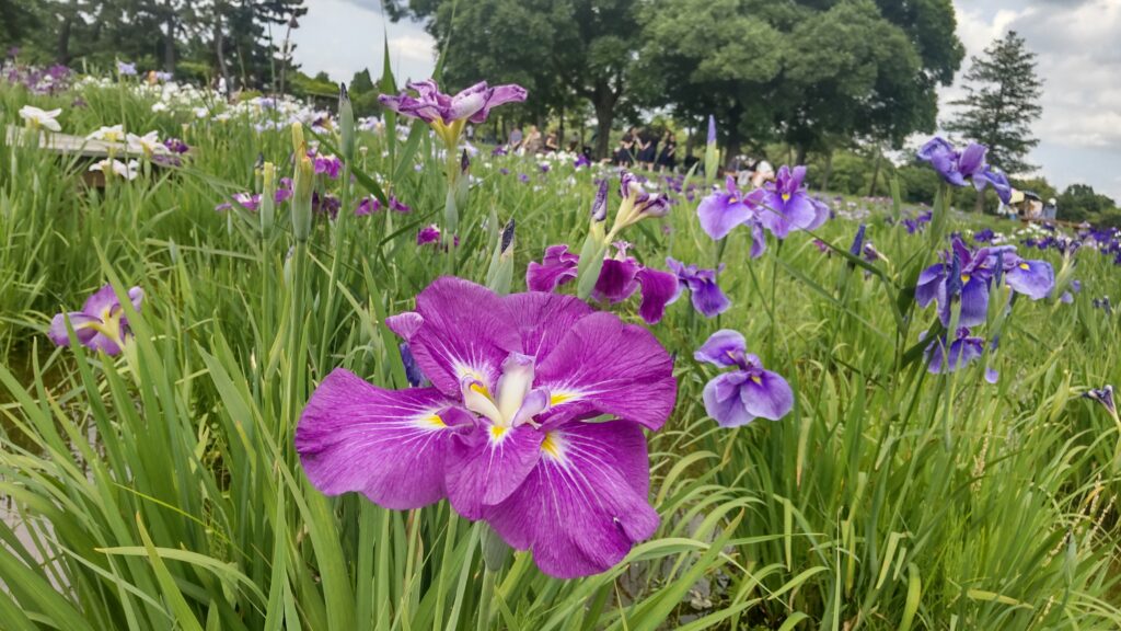 紫の菖蒲