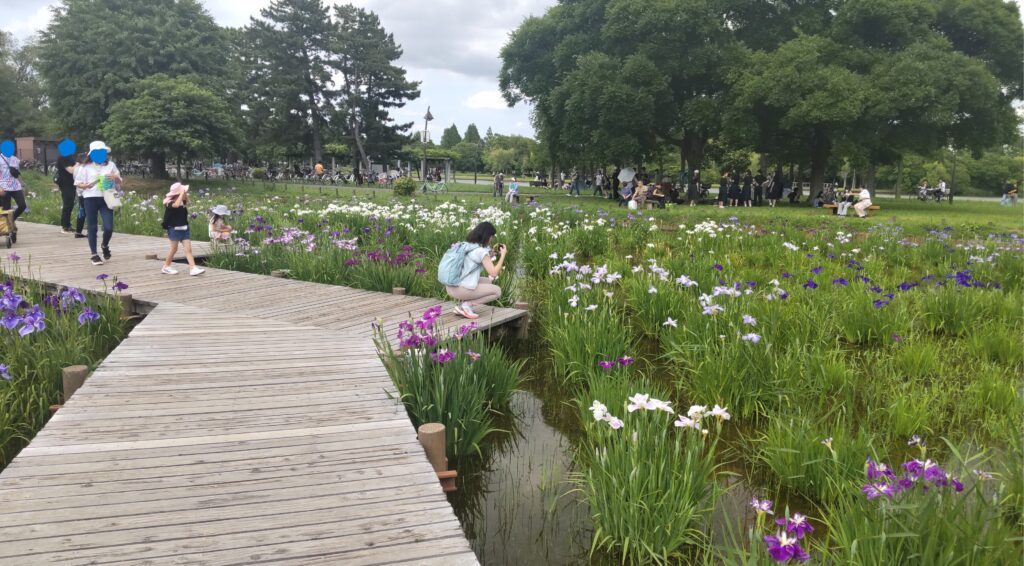 木の廊下から観賞