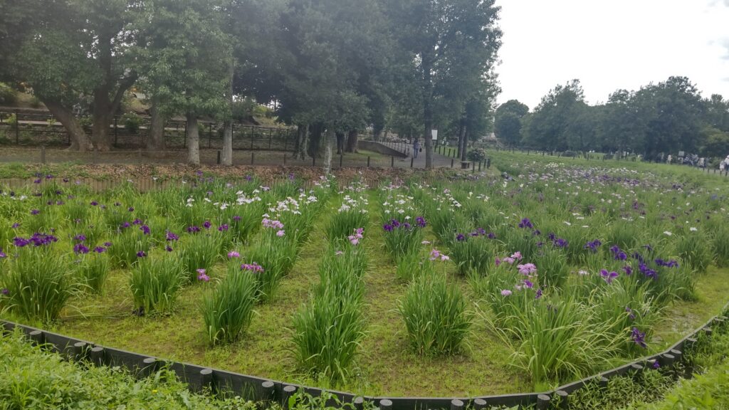 木陰の道沿いの菖蒲