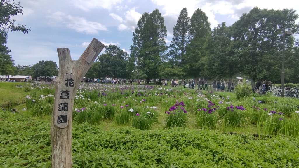 花菖蒲園