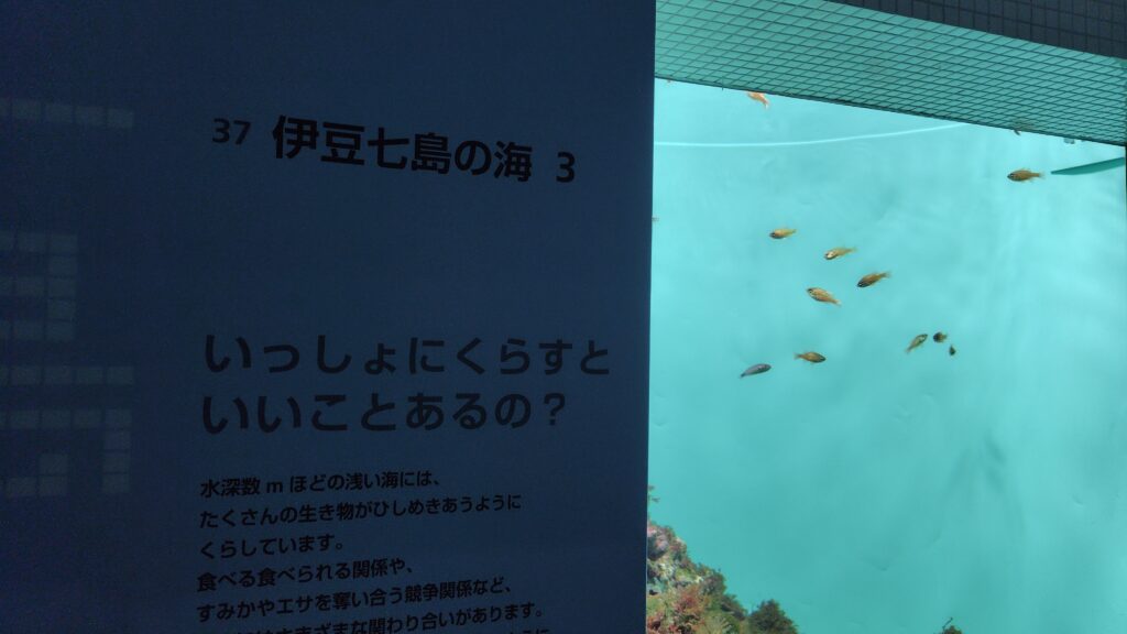 伊豆七島の海で暮らす魚解説