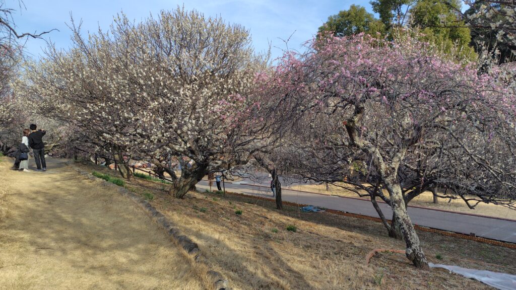 中段の散策路2