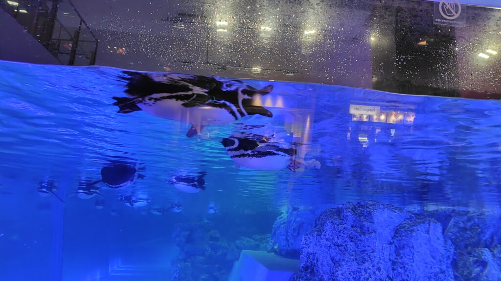泳ぐペンギン