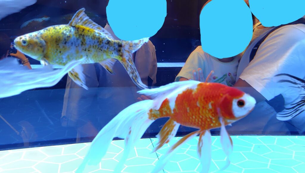 金魚を見て喜ぶ息子