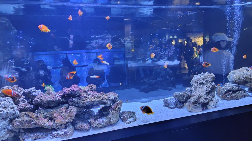 サンゴ礁エリアの魚たち