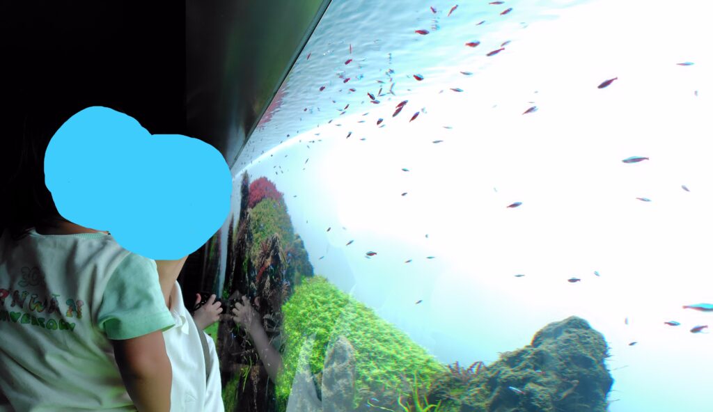 自然水景の大きな水槽をじっと見る息子