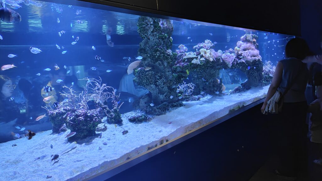 サンゴ礁エリアの水槽